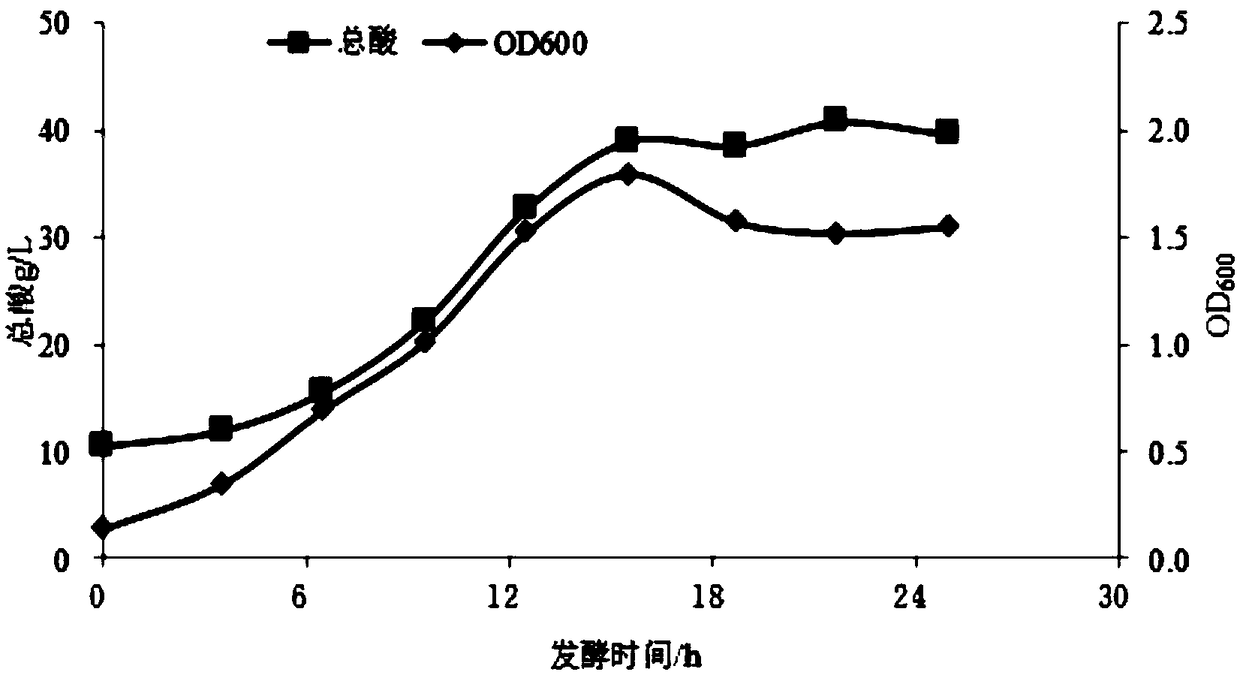 Acetic bacterium for highly yielding acid and application of acetic bacterium to brewing of high-acidity vinegar