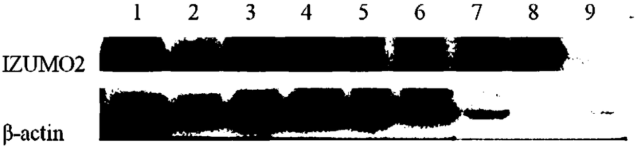 Sperm protein marker IZUMO2 closely related to reproductive performance of service boar and application of sperm protein marker IZUMO2