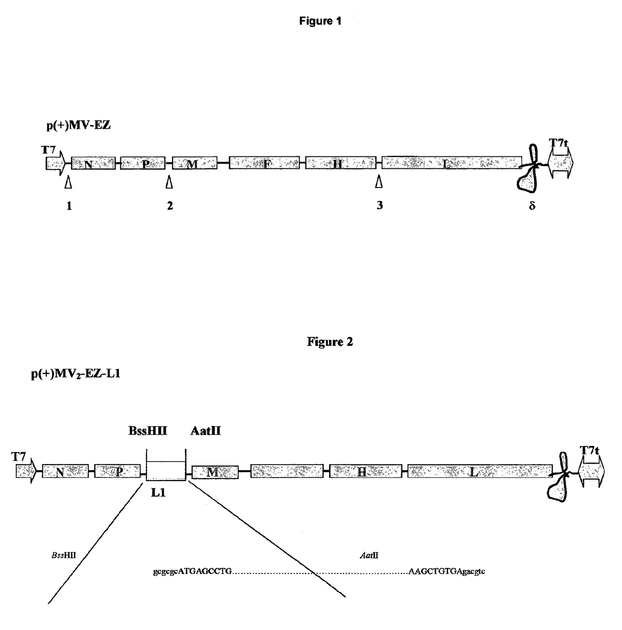 Combined measles-human papilloma vaccine