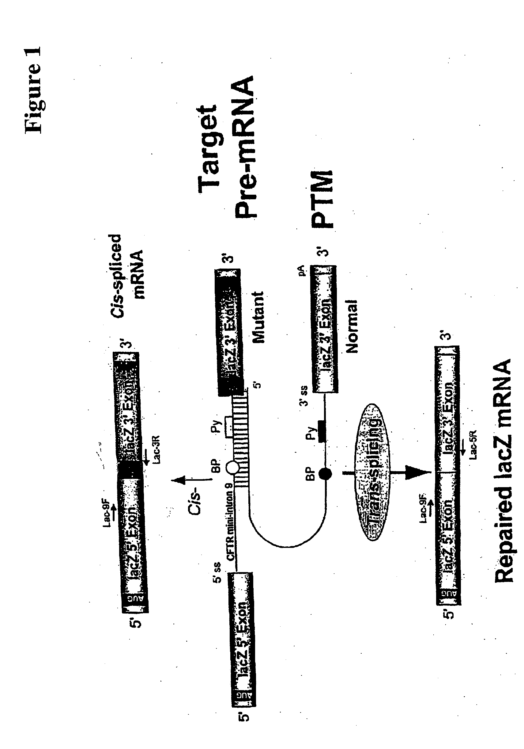 Transgenic animal model for spliceosome-mediated RNA trans-splicing