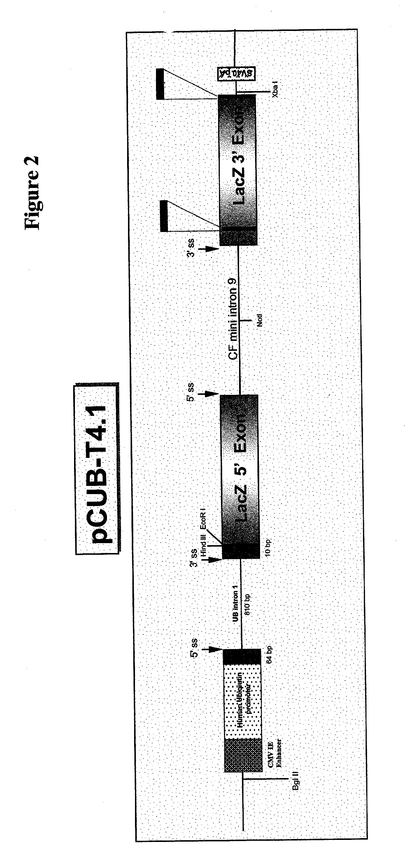 Transgenic animal model for spliceosome-mediated RNA trans-splicing