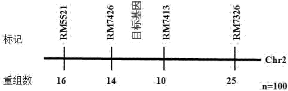 Method for cultivating japonica rice varieties resistant to herbicide imazethapyr assisted by molecular marker