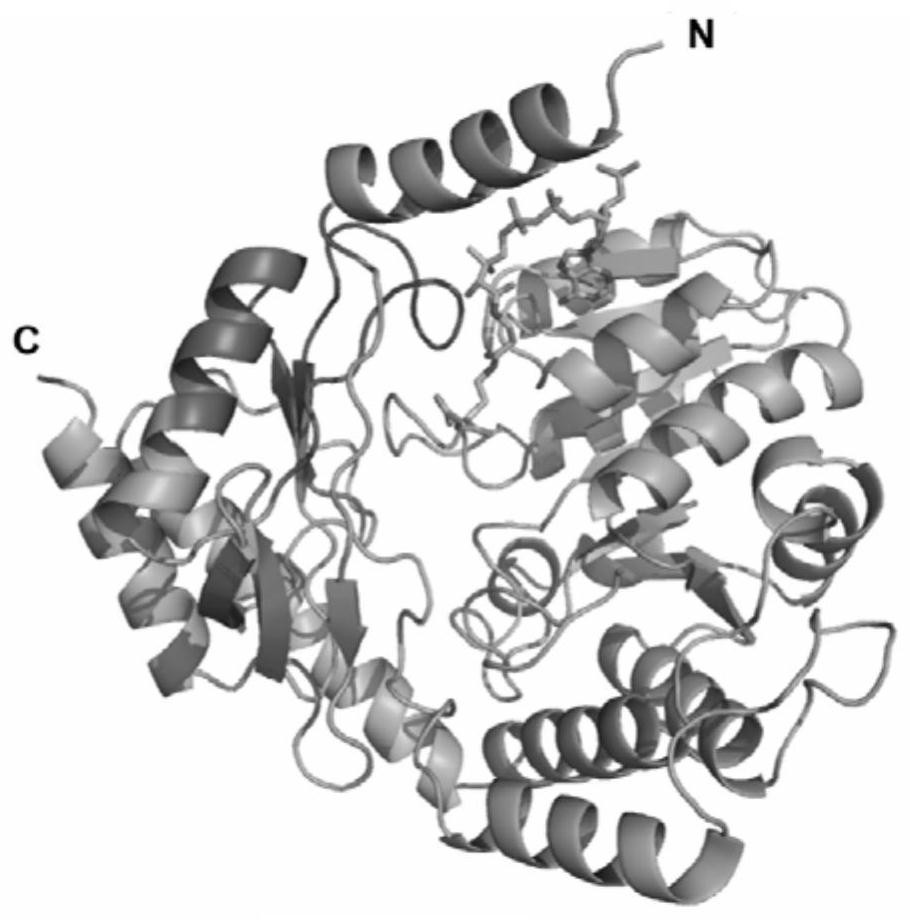 5-aminolevulinic acid synthetase mutant, and host cell and application thereof