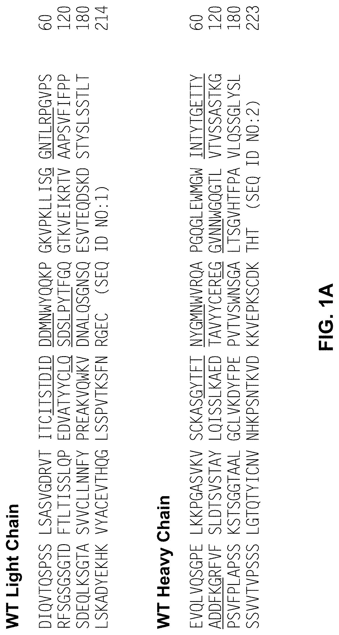 Anti-factor d antibody variant conjugates and uses thereof