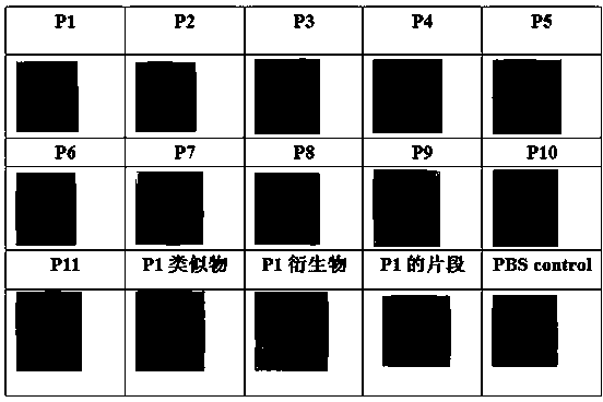 Seaweed-derived short peptide capable of inhibiting inflammations of digestive tract and application thereof