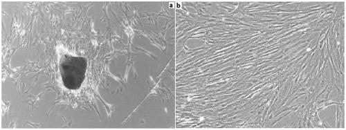 Spinal cord tissue cell lines of Carassius auratus gibelio and construction method and application thereof