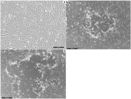 Spinal cord tissue cell lines of Carassius auratus gibelio and construction method and application thereof