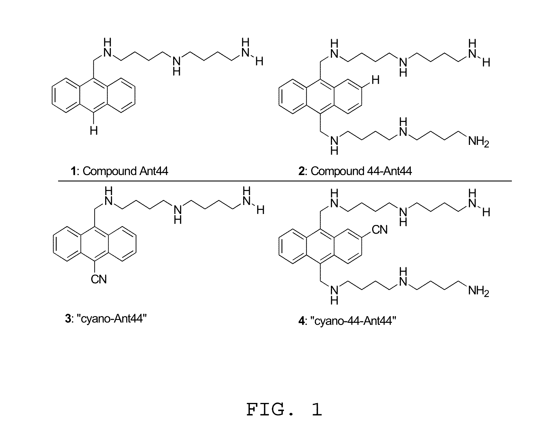 Fluorescent cytotoxic compounds specific for the cellular polyamine transport system