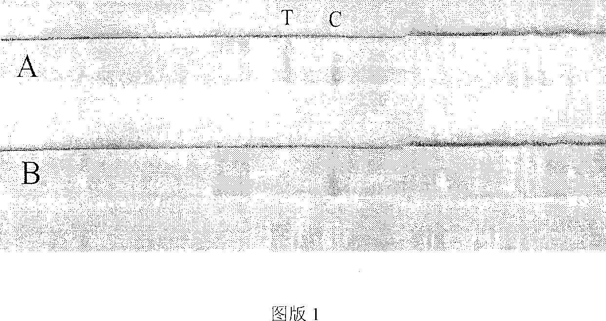 Reagent strip for rapidly detecting colloidal gold for 2,4-D residual