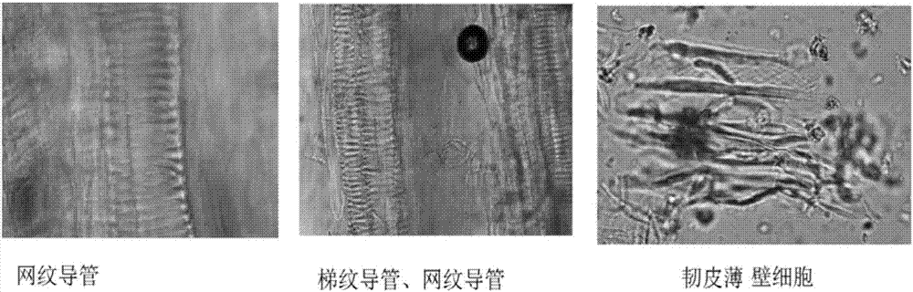 A method for the determination of ferulic acid content in angelica decoction pieces