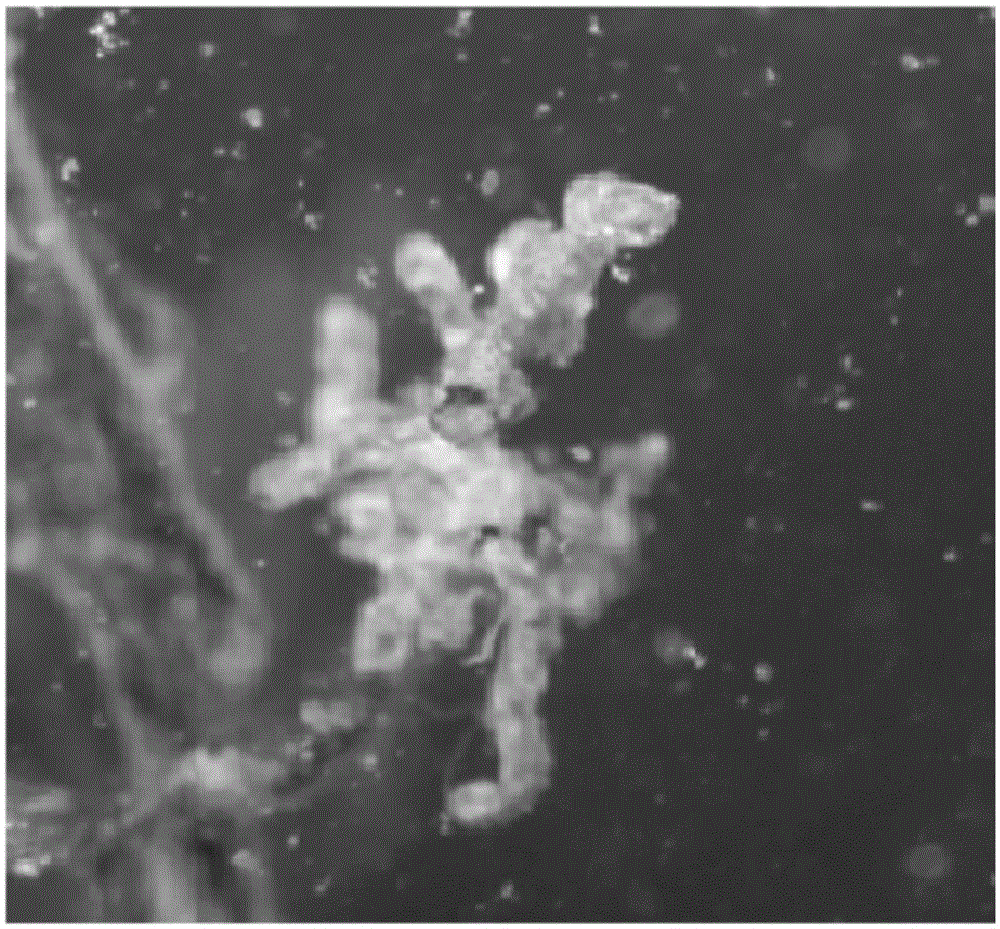 Artificial cultivating method for advantageous symbiotic mycorrhizal fungi of Castanea henryi (Skam) Rehd. et Wils.