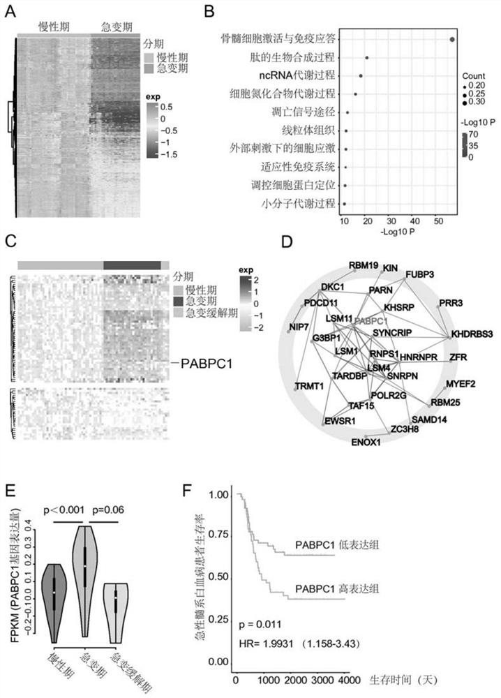 Target PABPC1 related to leukemia diagnosis and treatment and application thereof