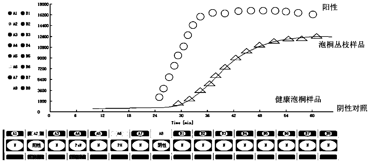 Lamp primer set for detecting phytoplasma and its kit and application