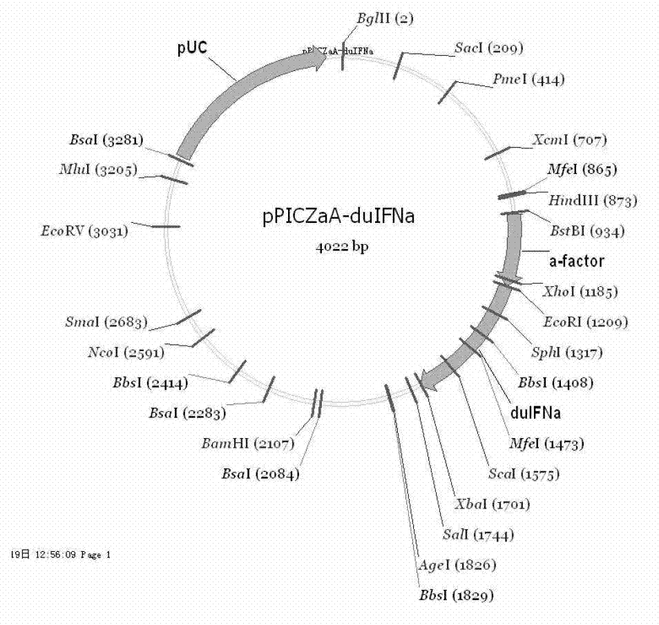 Complex duck interferon-alpha gene, and recombinant vector and application thereof