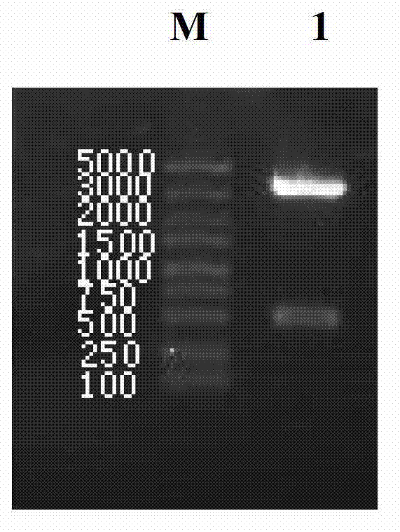 Complex duck interferon-alpha gene, and recombinant vector and application thereof