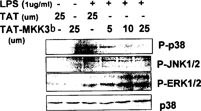 Polypeptide for inhibiting p38 kinase activity and its application