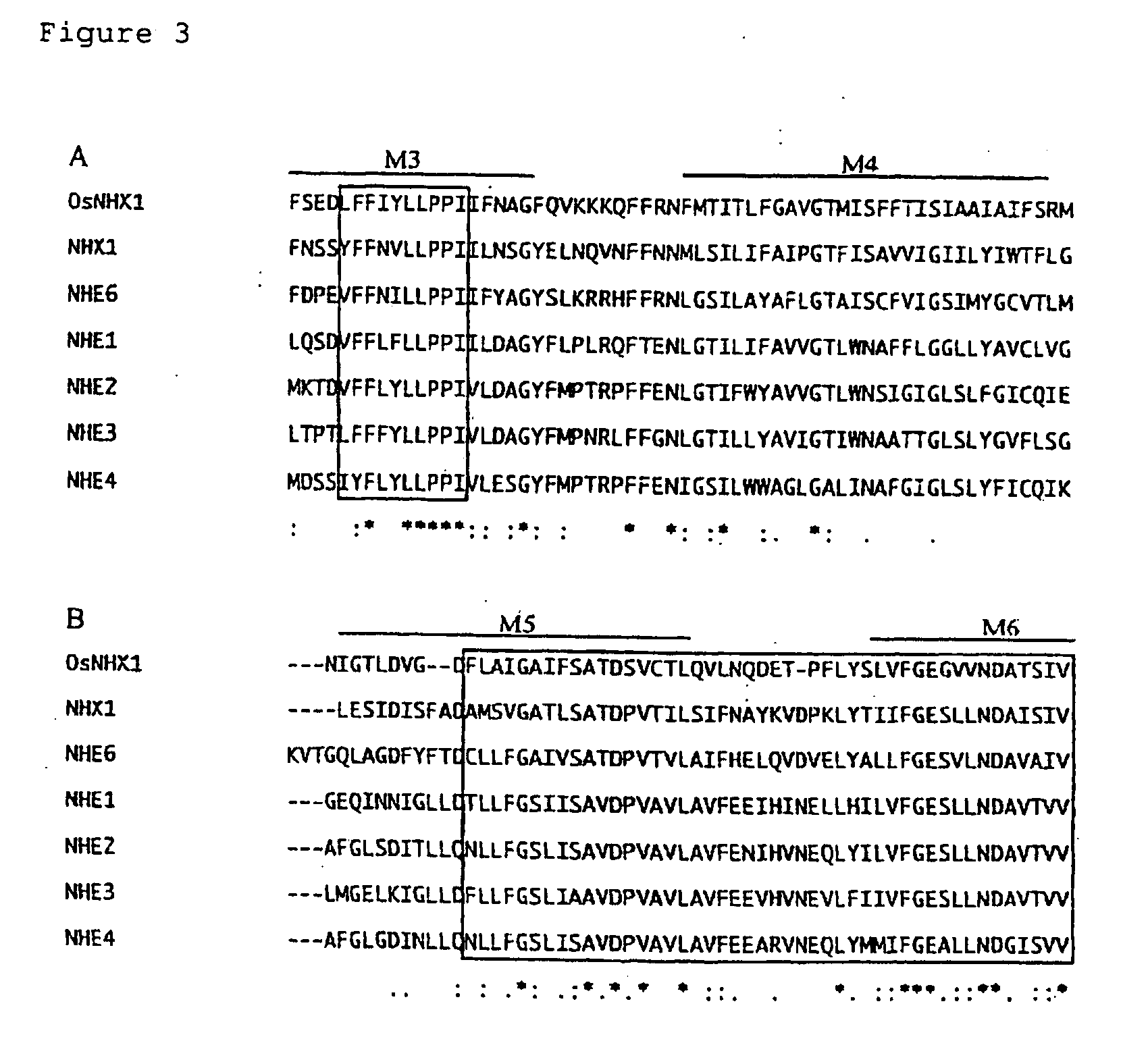 Sodium/proton antiporter gene