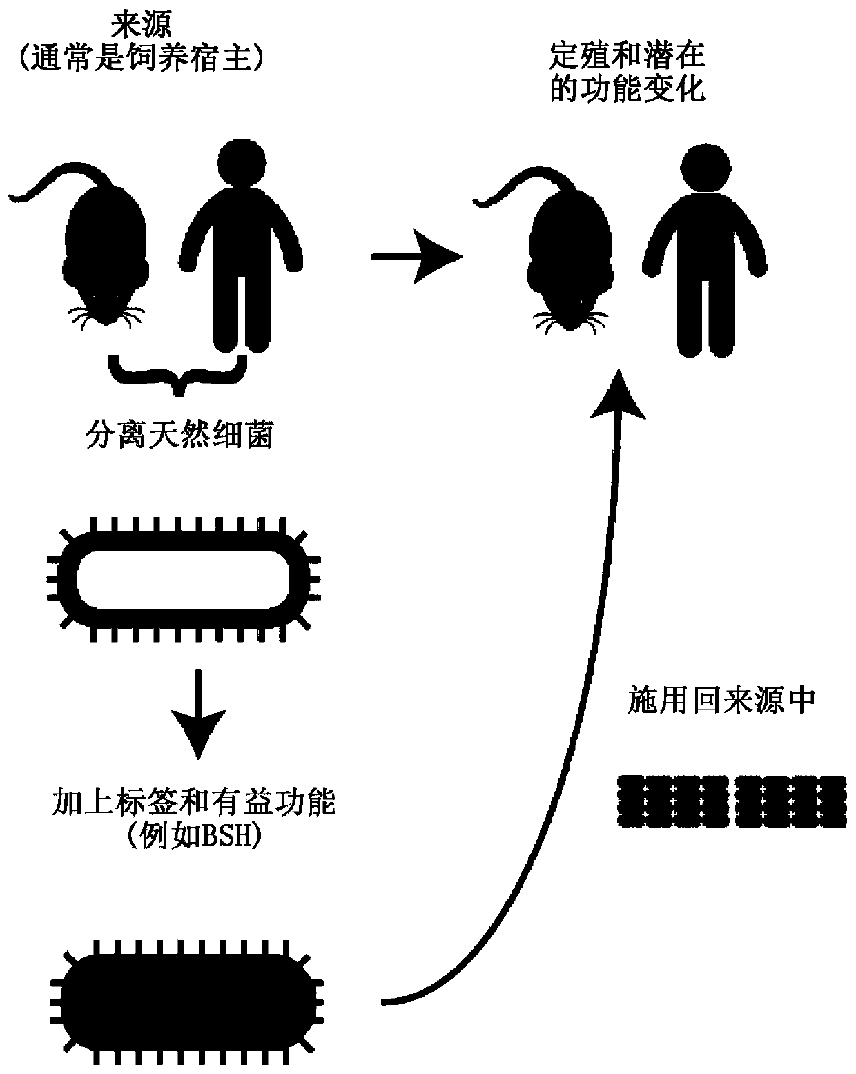 Engineered commensal bacteria and methods of use