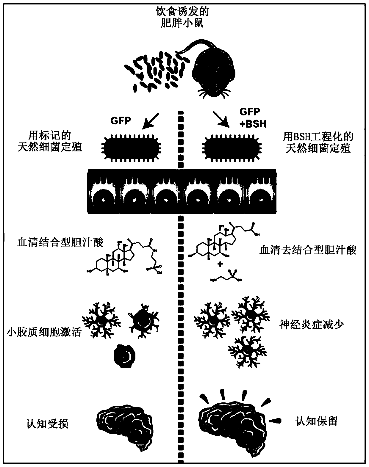 Engineered commensal bacteria and methods of use