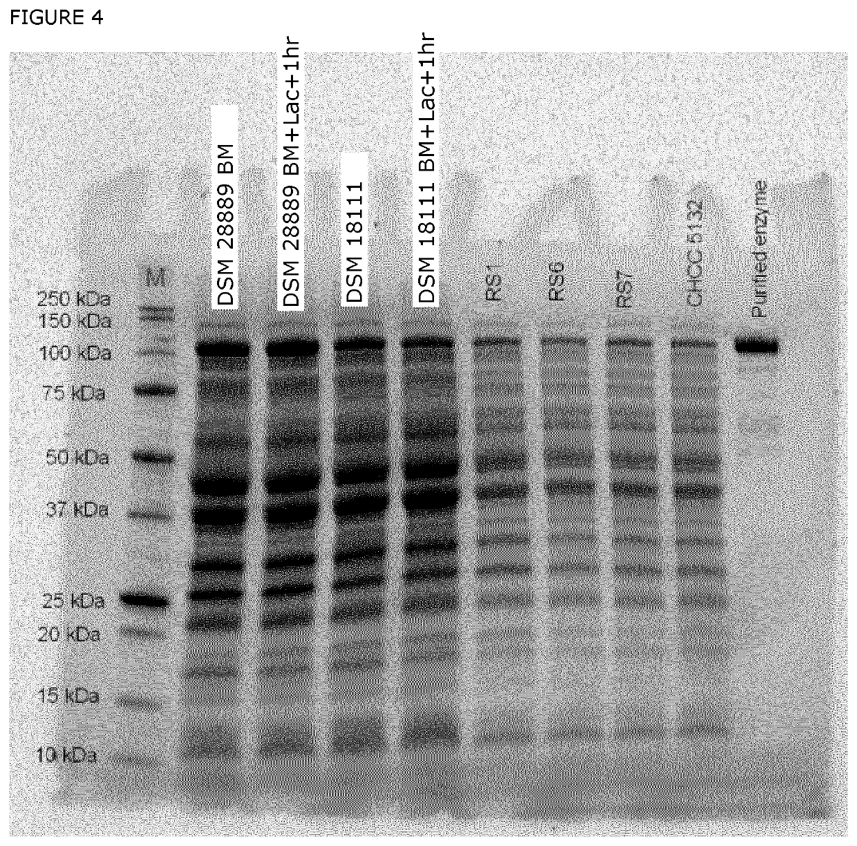 Production of lactase enzymes using altered regulation strains