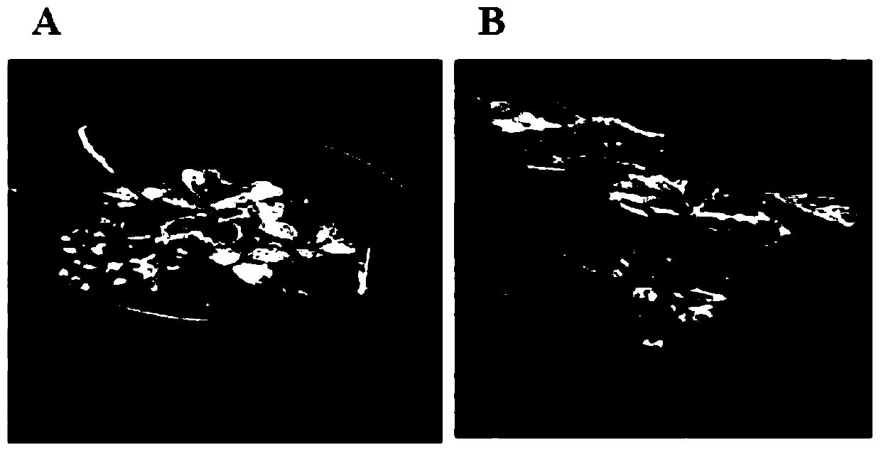 Method for preparing special substrate for strawberry potting by using black fungus mushroom slag