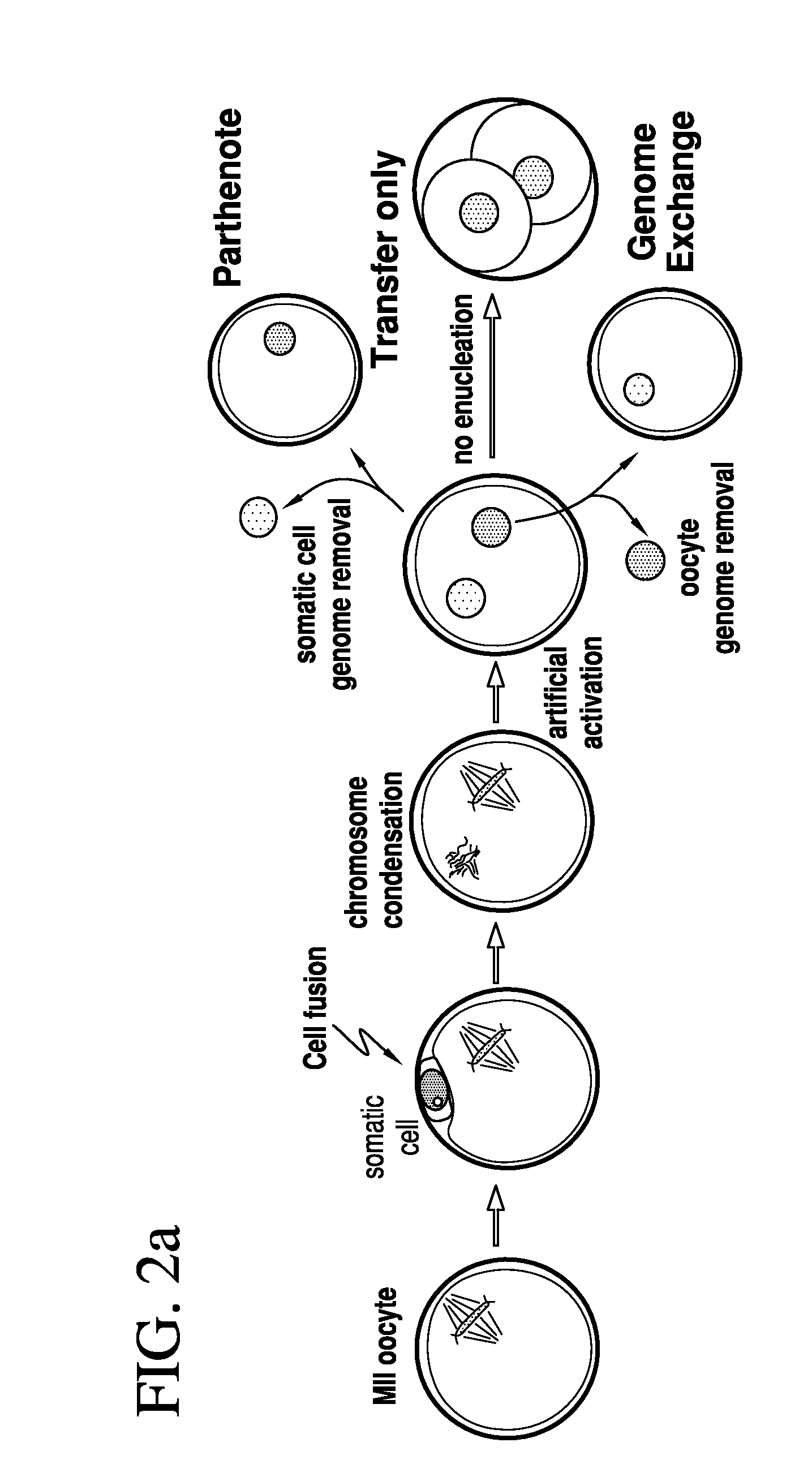 Method for producing pluripotent stem cells