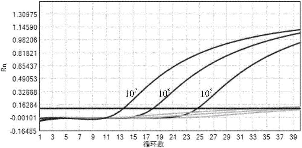 Dual real-time fluorescence RT-PCR (reverse transcription-polymerase chain reaction) kit for detecting and identifying wild strain and vaccine strain of CSFV (classical swine fever virus) in swine umbilical cord blood and application of dual real-time fluorescence RT-PCR kit