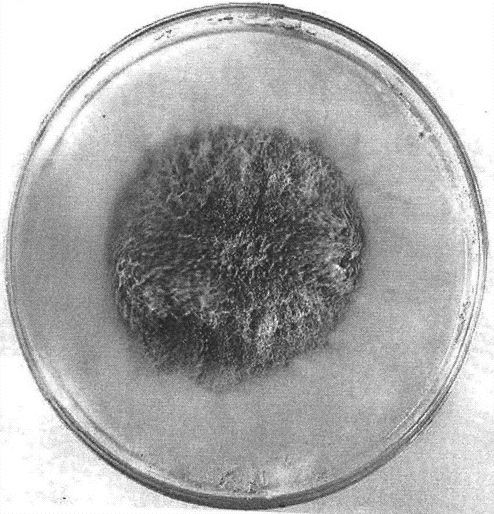 A high-yielding cellulase strain and method for producing neutral cellulase by fermentation