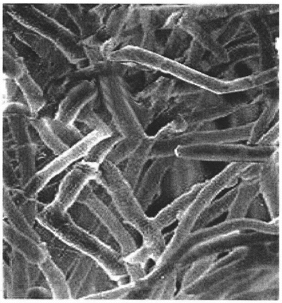 A high-yielding cellulase strain and method for producing neutral cellulase by fermentation