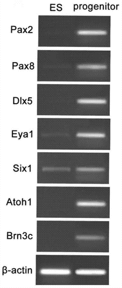 A method for inducing mouse embryonic stem cells to differentiate inner ear hair cells