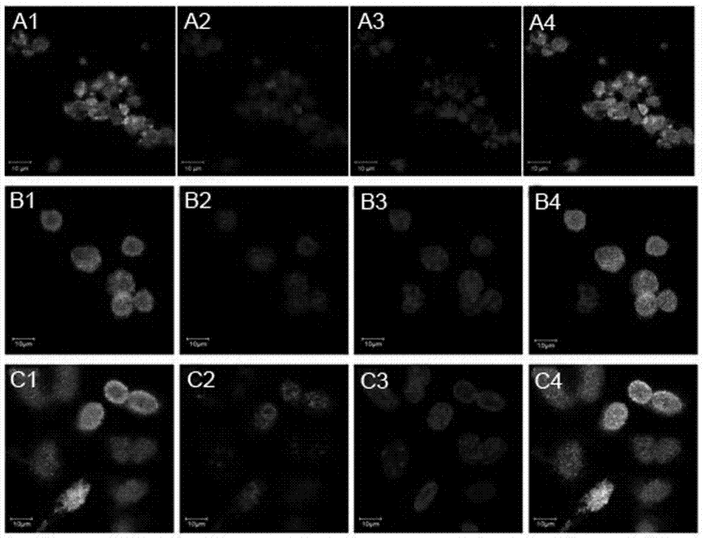 A method for inducing mouse embryonic stem cells to differentiate inner ear hair cells