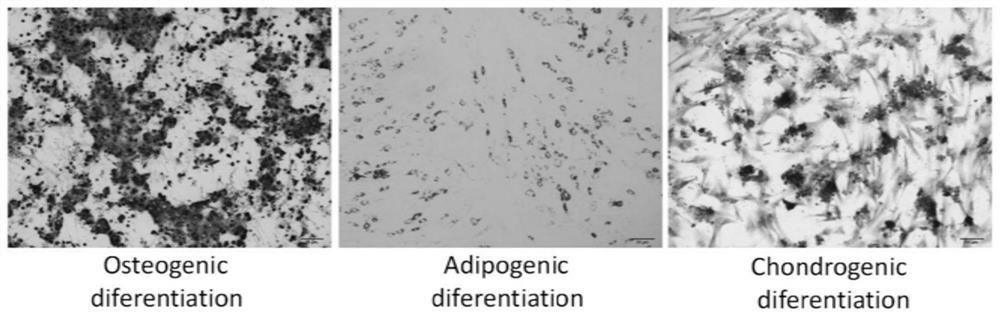 Method for inducing myogenic differentiation of adipose-derived mesenchymal stem cells