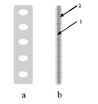 Preparation method and application of antibacterial glass coating of antibacterial bone fracture plate