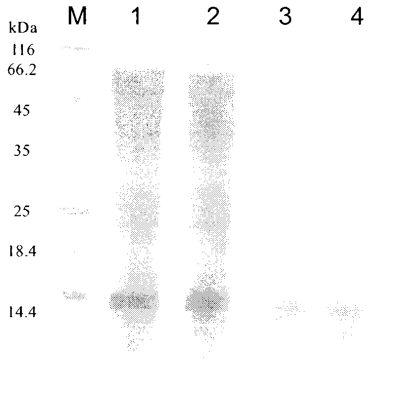 Method for cloning and expressing Serratia marcescens lipase by utilizing recombinant Bacillus subtilis