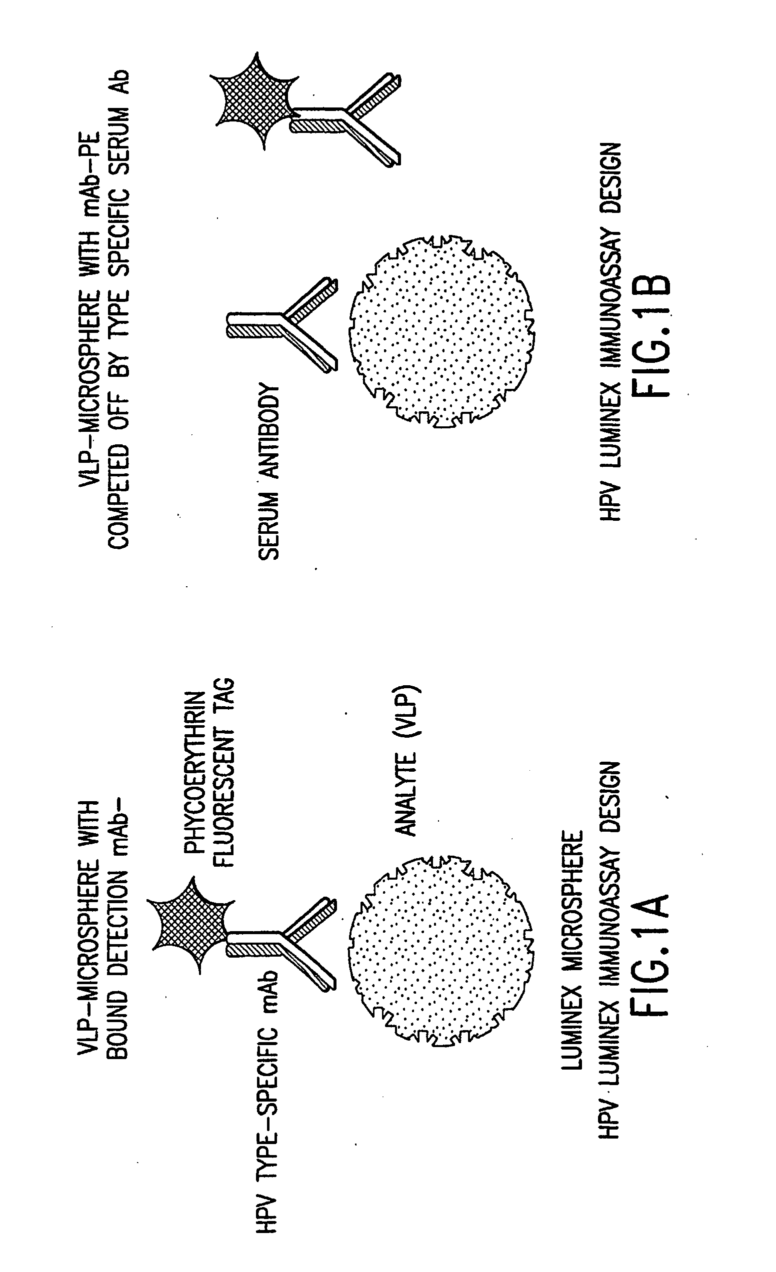 Human papillomavirus multiplexed assay