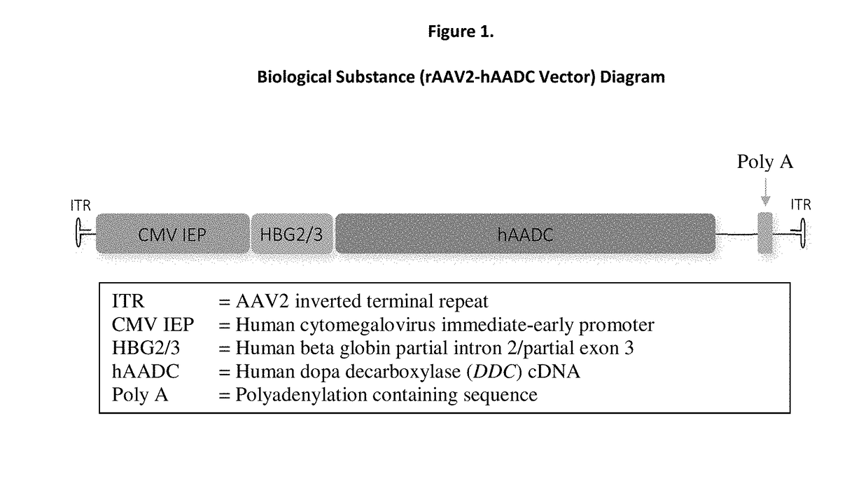 Gene therapy for aadc deficiency