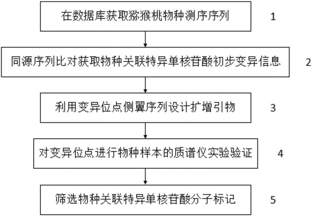 Kiwi fruit species association specific mononucleotide molecular markers and detection primer set and application thereof