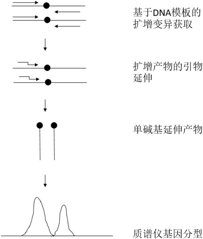 Kiwi fruit species association specific mononucleotide molecular markers and detection primer set and application thereof