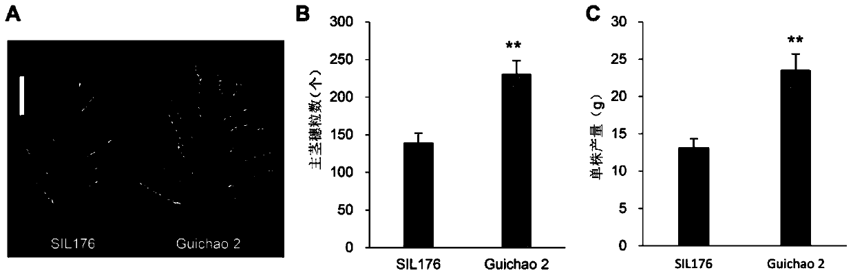 Application of the protein nog1 in the regulation of plant yield and grain number per panicle