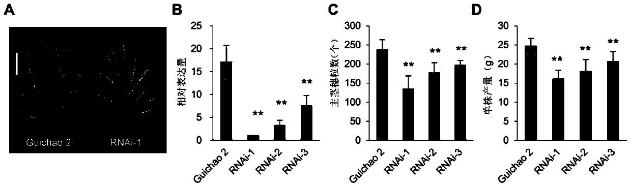 Application of the protein nog1 in the regulation of plant yield and grain number per panicle