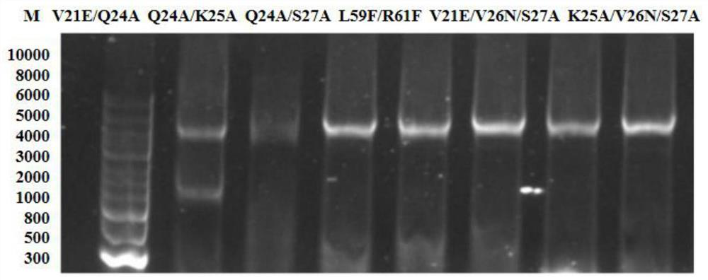 High-yield D-pantothenic acid genetically engineered bacterium and construction and application thereof