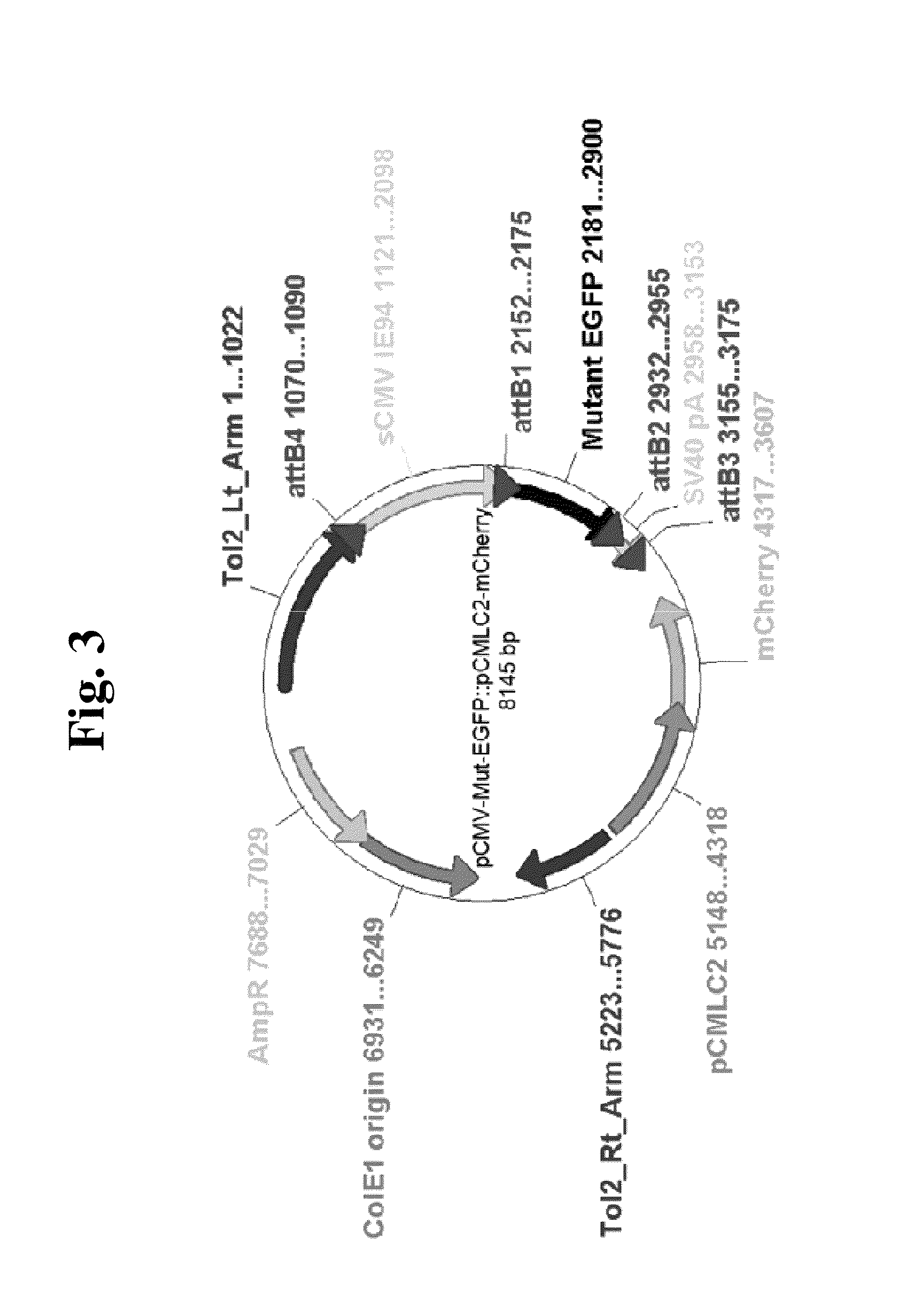 Method for determining genotoxicity using non-fluorescent proteins