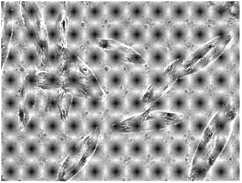 New preparation for chemotherapy on tumor vascular thrombosis mediated by biological effect of ultrasound