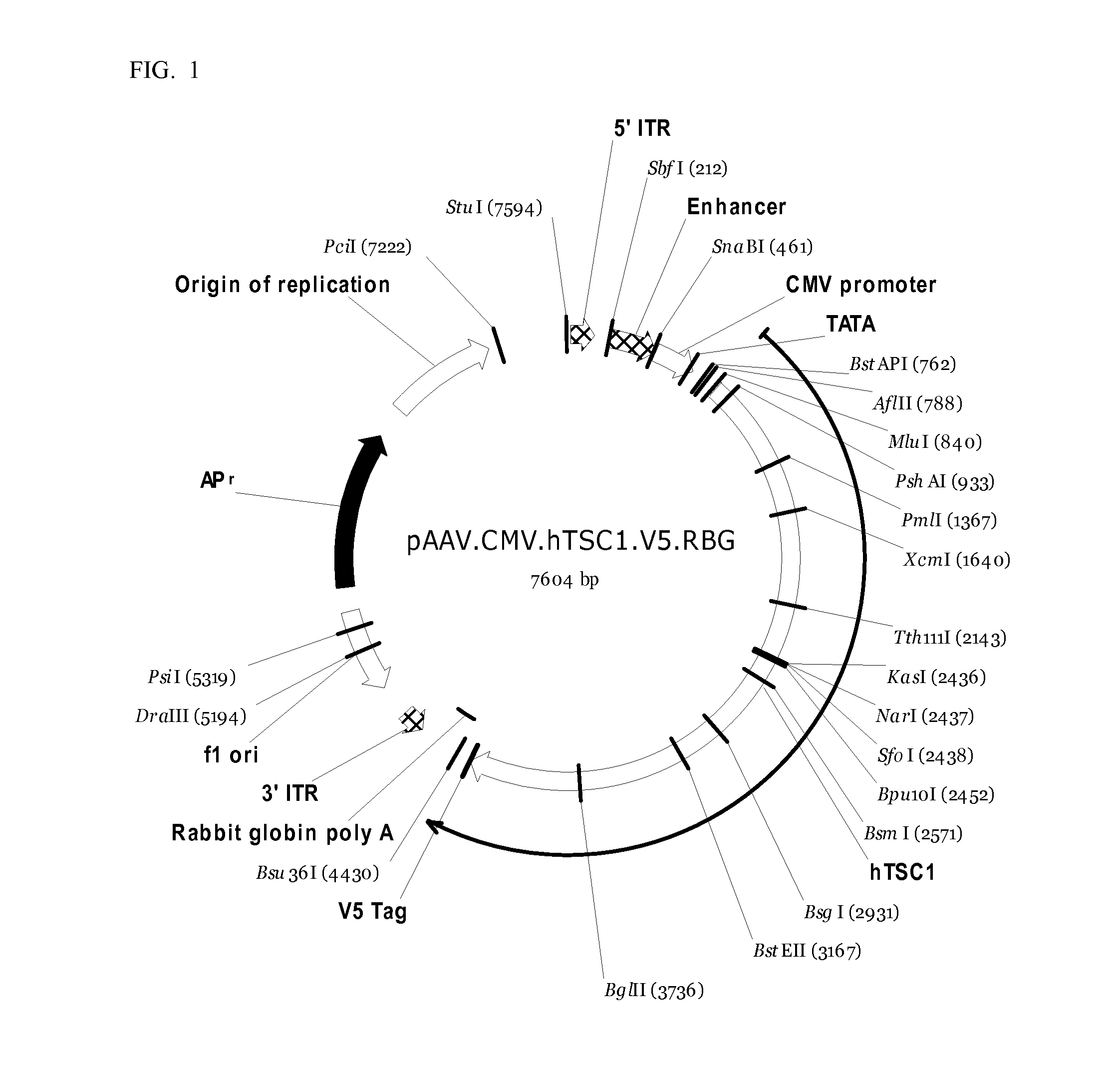 Methods and compositions for treatment of tuberous sclerosis complex