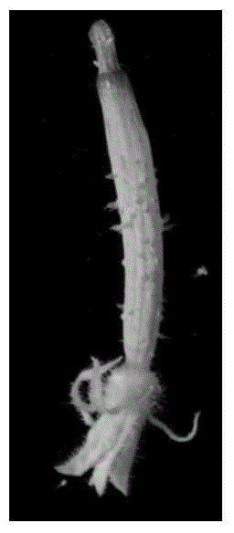 In Vitro Regeneration Method of Cucumber Ovary