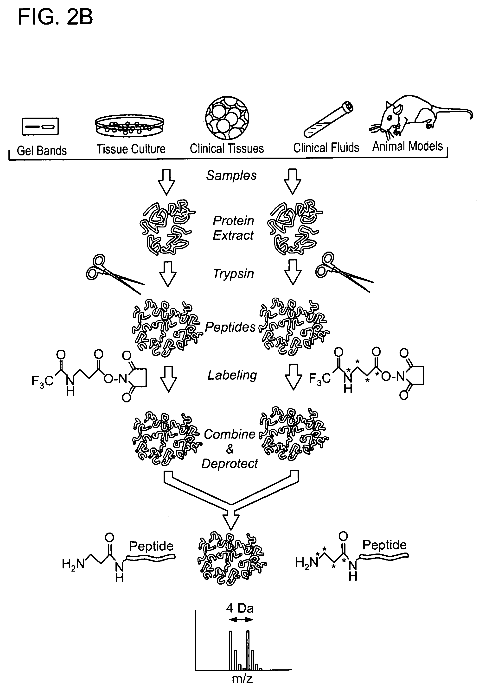 Protected amine labels and use in detecting analytes