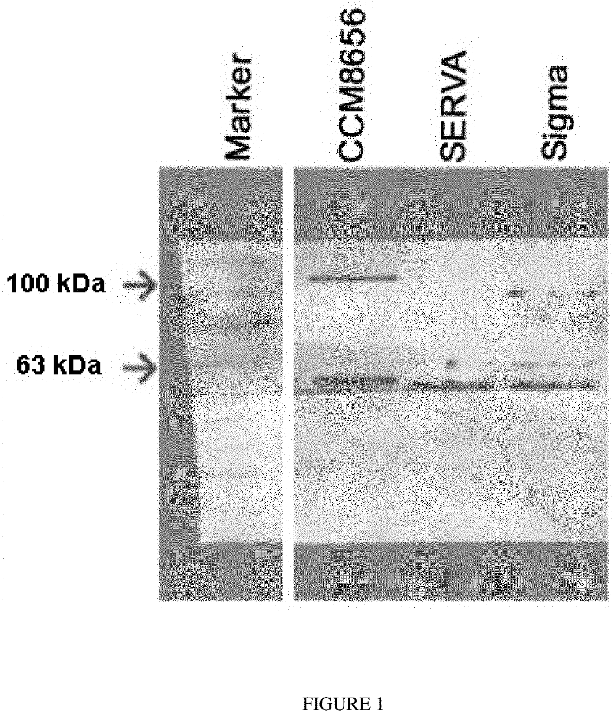 Bacterial strain clostridium histolyticum and its use