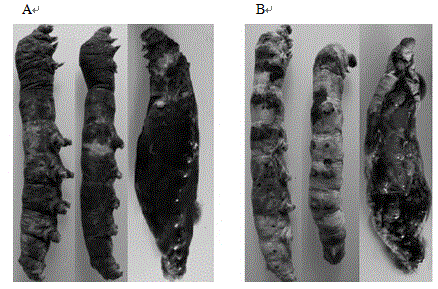 Genetic modification method capable of enhancing disinsection efficiency of baculovirus