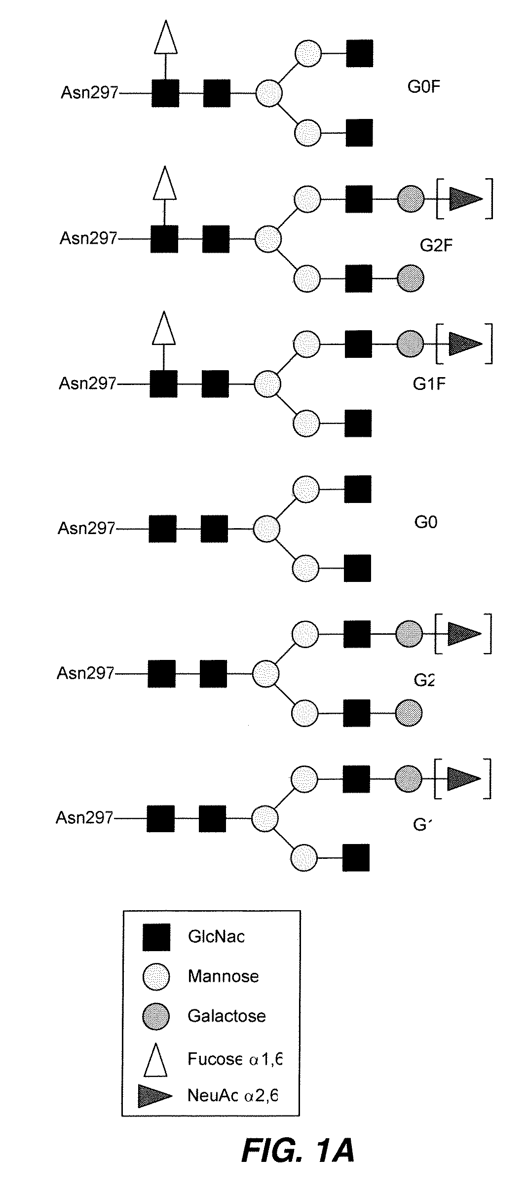 Antibody-based therapeutics with enhanced ADCC activity