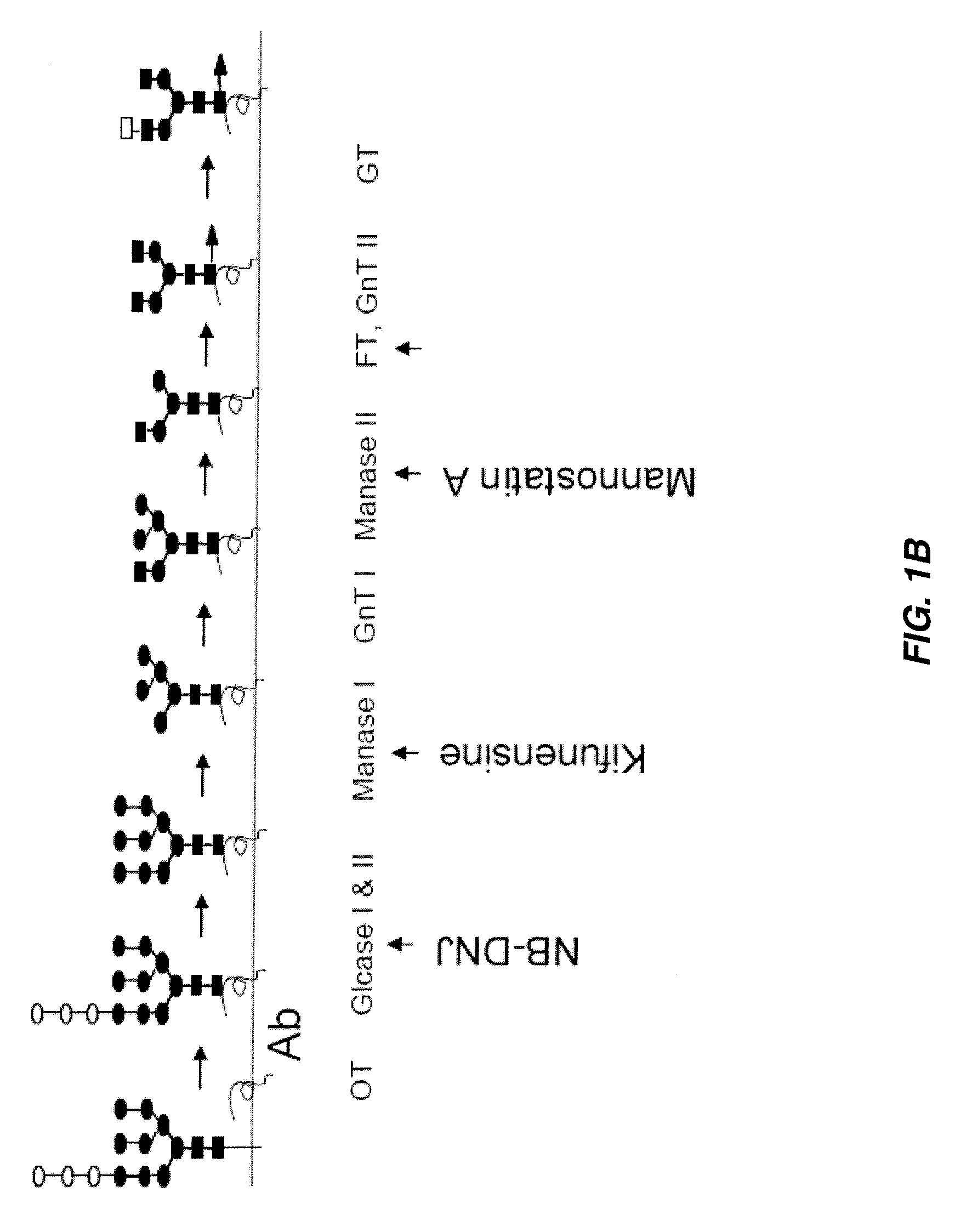 Antibody-based therapeutics with enhanced ADCC activity